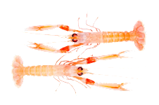 Langoustines