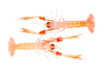 Norway lobster