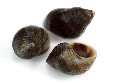Alikruik vers