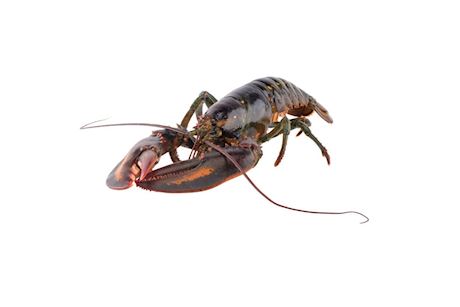 Canadese kreeft vers