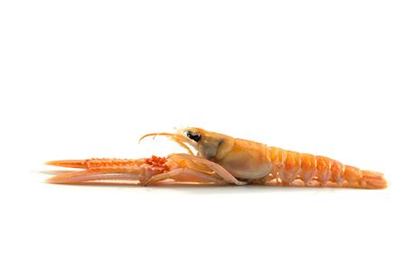 Langoustine 3-5 fresh