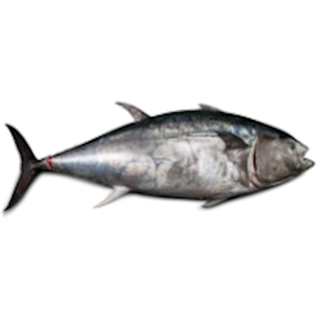 Balfegó whole tuna